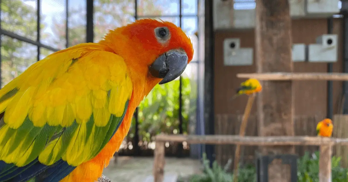 Ara Papagei im Flug über tropischen Regenwald