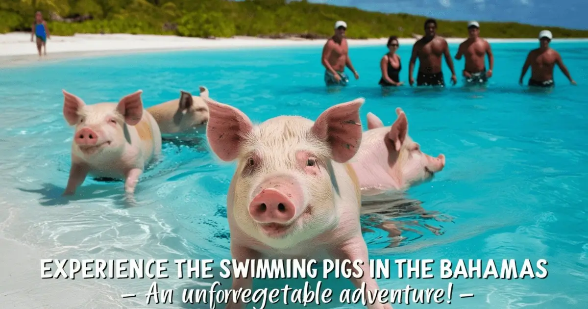 schweine auf den bahamas