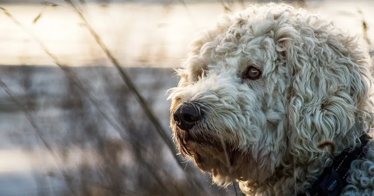 Goldendoodle Größen in verschiedenen Wachstumsphasen von Standard bis Toy